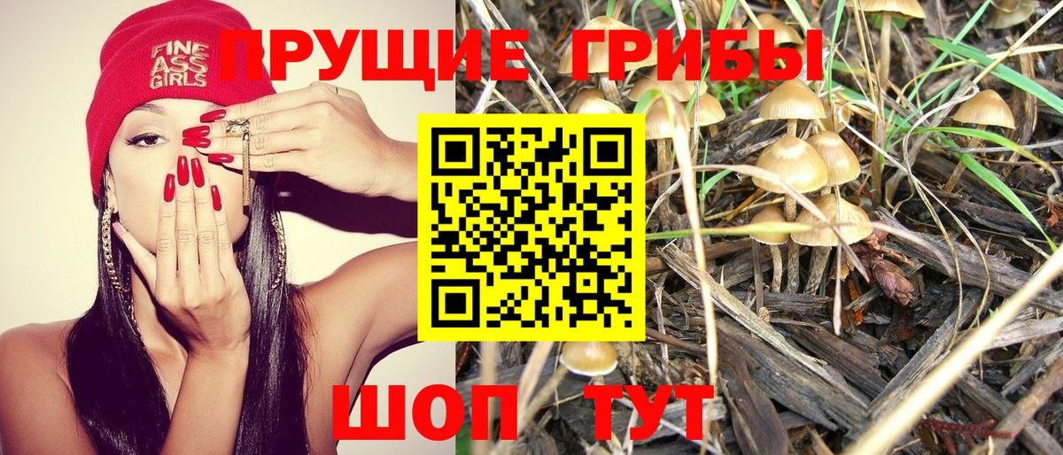 Псилоцибиновые грибы Psilocybe  Вход с VPN  Шали 